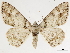  ( - CCDB-34726-H03)  @11 [ ] CreativeCommons - Attribution (2019) CBG Photography Group Centre for Biodiversity Genomics