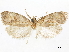  ( - CCDB-34785-A04)  @11 [ ] CreativeCommons - Attribution (2019) CBG Photography Group Centre for Biodiversity Genomics