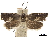  ( - CCDB-34785-B03)  @11 [ ] CreativeCommons - Attribution (2019) CBG Photography Group Centre for Biodiversity Genomics