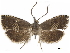  ( - CCDB-34785-B04)  @11 [ ] CreativeCommons - Attribution (2019) CBG Photography Group Centre for Biodiversity Genomics