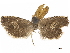  ( - CCDB-34785-B05)  @11 [ ] CreativeCommons - Attribution (2019) CBG Photography Group Centre for Biodiversity Genomics