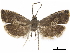  ( - CCDB-34785-B06)  @11 [ ] CreativeCommons - Attribution (2019) CBG Photography Group Centre for Biodiversity Genomics