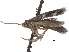  ( - CCDB-34785-B07)  @11 [ ] CreativeCommons - Attribution (2019) CBG Photography Group Centre for Biodiversity Genomics