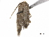  ( - CCDB-34785-B08)  @11 [ ] CreativeCommons - Attribution (2019) CBG Photography Group Centre for Biodiversity Genomics