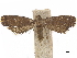  ( - CCDB-34785-B10)  @11 [ ] CreativeCommons - Attribution (2019) CBG Photography Group Centre for Biodiversity Genomics