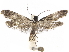  ( - CCDB-34785-C03)  @11 [ ] CreativeCommons - Attribution (2019) CBG Photography Group Centre for Biodiversity Genomics
