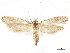  (Lithopsaestis - CCDB-34785-C09)  @11 [ ] CreativeCommons - Attribution (2019) CBG Photography Group Centre for Biodiversity Genomics