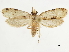  (Myrmecozela corymbota - CCDB-34785-C12)  @11 [ ] CreativeCommons - Attribution (2019) CBG Photography Group Centre for Biodiversity Genomics