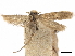  ( - CCDB-34785-D04)  @11 [ ] CreativeCommons - Attribution (2019) CBG Photography Group Centre for Biodiversity Genomics