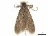  ( - CCDB-34785-D05)  @11 [ ] CreativeCommons - Attribution (2019) CBG Photography Group Centre for Biodiversity Genomics