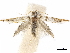  (Pompostolella aeneoalbida - CCDB-34785-E03)  @11 [ ] CreativeCommons - Attribution (2019) CBG Photography Group Centre for Biodiversity Genomics