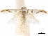  ( - CCDB-34785-E04)  @11 [ ] CreativeCommons - Attribution (2019) CBG Photography Group Centre for Biodiversity Genomics