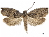  ( - CCDB-34785-F04)  @11 [ ] CreativeCommons - Attribution (2019) CBG Photography Group Centre for Biodiversity Genomics