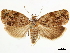  ( - CCDB-34785-F10)  @11 [ ] CreativeCommons - Attribution (2019) CBG Photography Group Centre for Biodiversity Genomics