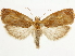  ( - CCDB-34785-F11)  @11 [ ] CreativeCommons - Attribution (2019) CBG Photography Group Centre for Biodiversity Genomics
