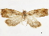  ( - CCDB-34785-F12)  @11 [ ] CreativeCommons - Attribution (2019) CBG Photography Group Centre for Biodiversity Genomics