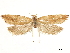 ( - CCDB-34786-C03)  @11 [ ] CreativeCommons - Attribution (2019) CBG Photography Group Centre for Biodiversity Genomics