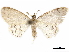  (Lobocleta Malaise1665 - CCDB-34786-D09)  @11 [ ] CreativeCommons - Attribution (2019) CBG Photography Group Centre for Biodiversity Genomics