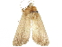  ( - CCDB-34786-D11)  @11 [ ] CreativeCommons - Attribution (2019) CBG Photography Group Centre for Biodiversity Genomics