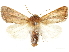  ( - CCDB-34786-E01)  @11 [ ] CreativeCommons - Attribution (2019) CBG Photography Group Centre for Biodiversity Genomics