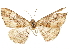  ( - CCDB-34786-F06)  @11 [ ] CreativeCommons - Attribution (2019) CBG Photography Group Centre for Biodiversity Genomics