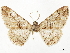  ( - CCDB-34786-F08)  @11 [ ] CreativeCommons - Attribution (2019) CBG Photography Group Centre for Biodiversity Genomics