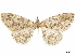  ( - CCDB-34786-F09)  @11 [ ] CreativeCommons - Attribution (2019) CBG Photography Group Centre for Biodiversity Genomics