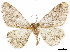  ( - CCDB-34786-F10)  @11 [ ] CreativeCommons - Attribution (2019) CBG Photography Group Centre for Biodiversity Genomics