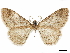  ( - CCDB-34786-F11)  @11 [ ] CreativeCommons - Attribution (2019) CBG Photography Group Centre for Biodiversity Genomics