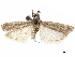  (Mescinia peruella - CCDB-34786-G02)  @11 [ ] CreativeCommons - Attribution (2019) CBG Photography Group Centre for Biodiversity Genomics