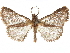  ( - CCDB-34786-G06)  @11 [ ] CreativeCommons - Attribution (2019) CBG Photography Group Centre for Biodiversity Genomics
