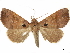  ( - CCDB-34786-G11)  @11 [ ] CreativeCommons - Attribution (2019) CBG Photography Group Centre for Biodiversity Genomics