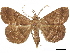 ( - CCDB-34786-H02)  @11 [ ] CreativeCommons - Attribution (2019) CBG Photography Group Centre for Biodiversity Genomics