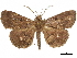  ( - CCDB-34786-H03)  @11 [ ] CreativeCommons - Attribution (2019) CBG Photography Group Centre for Biodiversity Genomics