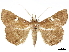  ( - CCDB-34786-H04)  @11 [ ] CreativeCommons - Attribution (2019) CBG Photography Group Centre for Biodiversity Genomics