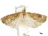  ( - CCDB-34788-A03)  @11 [ ] CreativeCommons - Attribution (2020) CBG Photography Group Centre for Biodiversity Genomics