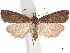  ( - CCDB-34788-A04)  @11 [ ] CreativeCommons - Attribution (2020) CBG Photography Group Centre for Biodiversity Genomics