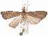  ( - CCDB-34788-A05)  @11 [ ] CreativeCommons - Attribution (2020) CBG Photography Group Centre for Biodiversity Genomics
