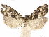  (Schrankia howarthi - CCDB-34788-A06)  @11 [ ] CreativeCommons - Attribution (2020) CBG Photography Group Centre for Biodiversity Genomics