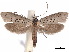  ( - CCDB-34788-C11)  @11 [ ] CreativeCommons - Attribution (2020) CBG Photography Group Centre for Biodiversity Genomics