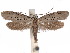  ( - CCDB-34788-C12)  @11 [ ] CreativeCommons - Attribution (2020) CBG Photography Group Centre for Biodiversity Genomics