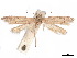  (Blastobasis gramminae - CCDB-34788-D05)  @11 [ ] CreativeCommons - Attribution (2020) CBG Photography Group Centre for Biodiversity Genomics