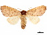  (Datana californica - CCDB-34788-F08)  @11 [ ] CreativeCommons - Attribution (2020) CBG Photography Group Centre for Biodiversity Genomics