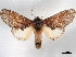  ( - CCDB-34788-G01)  @11 [ ] CreativeCommons - Attribution (2020) CBG Photography Group Centre for Biodiversity Genomics