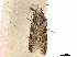  ( - CCDB-34789-A01)  @11 [ ] CreativeCommons - Attribution (2020) CBG Photography Group Centre for Biodiversity Genomics