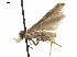  ( - CCDB-34789-A01)  @11 [ ] CreativeCommons - Attribution (2020) CBG Photography Group Centre for Biodiversity Genomics