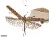  ( - CCDB-34789-H06)  @11 [ ] CreativeCommons - Attribution (2020) CBG Photography Group Centre for Biodiversity Genomics