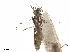  ( - CCDB-34790-A09)  @11 [ ] CreativeCommons - Attribution (2019) CBG Photography Group Centre for Biodiversity Genomics