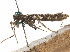  ( - CCDB-34790-A09)  @11 [ ] CreativeCommons - Attribution (2019) CBG Photography Group Centre for Biodiversity Genomics