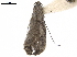  ( - CCDB-34790-B02)  @11 [ ] CreativeCommons - Attribution (2019) CBG Photography Group Centre for Biodiversity Genomics